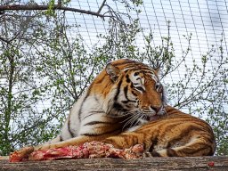 Tiergarten Schönbrunn am 23.03.2023